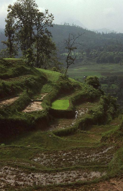 WT 1000 142-34 Nepal.jpg